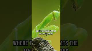 Fascinating World of Praying Mantises Masters of Camouflage [upl. by Eremihc]