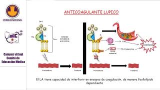 TÓPICOS SELECTOS EN PATOLOGÍA CLÍNICA [upl. by Jules]