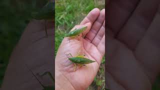 Amazing camouflage Phyllomimus katydids [upl. by Htennaj57]