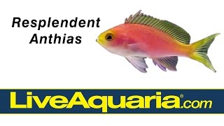 Resplendent Anthias Pseudanthias pulcherrimus  LiveAquariacom [upl. by Atiram]