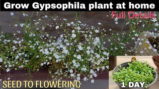 Grow Gypsophila Plant At Home😃SEED TO FLOWERINGघर पर जिप्सोफिला का पौधा उगाएं104 DAYS UPDATE🤩 [upl. by Nerine]