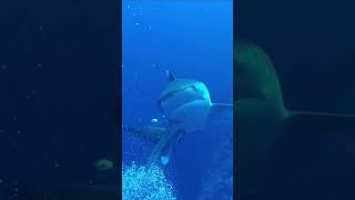 Know Your Whitetip Shark scubadiving shark pelagic [upl. by Meyers]