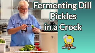 Fermenting Dill Pickles [upl. by Nitsir]