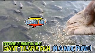 Backyard Tilapia Farming 2 months old Giant Tilapia in a wider pond [upl. by Adnotal]