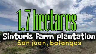 Nov272 Dalandan  sinturis farm 17 hectares with Mountain View  san juan batangas [upl. by Illehs811]