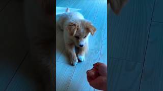 Cute puppy and sweet cats 😻pets cutespets cuteanimal cat cuteecats cutepet cute cutepuppy [upl. by Newlin42]