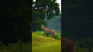 amazing facts about nilgai in hindi  nilgai  nilgai facts nilgai shorts [upl. by Philipa774]