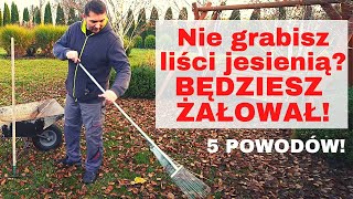 Jak dbać o trawnik jesienią🍁 Czy grabić liście i ściółkować rabaty Ziemia Liściowa kompost z liści [upl. by Esyak995]