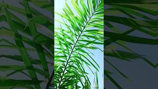 Foxtail palm tree trendingshorts plants viralshort gardening foxtail palm [upl. by Elane758]