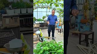 Vegetables plantation and to attend shots youtubeshorts [upl. by Waal]