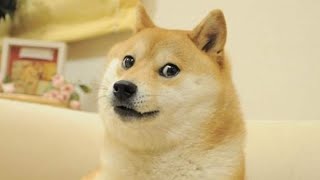 Kabosu the dog behind the doge internet meme has died [upl. by Rahal514]