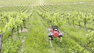 Exploring Denbies Vineyard in DorkingSurrey UK with the UKRI FLF RoboHike team [upl. by Atnahs]