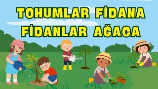 Tohumlar Fidana Fidanlar Ağaca  Çocuk Şarkısı [upl. by Sucerdor]