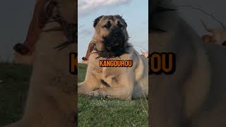 Kangal Vs Kangourou – Qui va gagner 😎 dog short [upl. by Twitt]