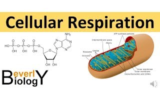 Cellular Respiration in detail [upl. by Nel]