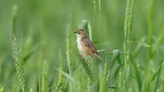 棕扇尾莺 Zitting Cisticola [upl. by Airretnahs]