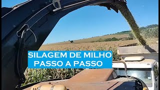 ðŸŒ½SILAGEM DE MILHO 2024 COMO FAZER UMA SILAGEM DE QUALIDADE PARA SEUS ANIMAISðŸŒ½ [upl. by Trbor]