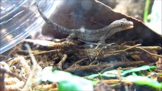 Juvenile Mourning Geckos being released into the Vivarium [upl. by Aker]