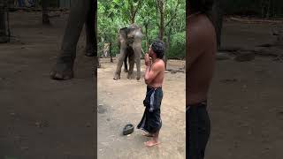 කැබිලිත්ත දේවාලෙ පූජාවට එන අලියා kebiliththa elephant [upl. by Toogood]