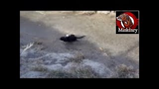 Hunting muskrats with Missy my pet mink [upl. by Caves]