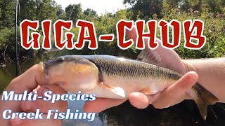 MONSTER CREEK CHUB CAUGHT Multi Species Creek Fishing Michigan [upl. by Aserahs379]