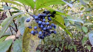 Capital Naturalist Possumhaw Viburnum [upl. by Sinnod]