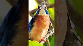 Bird Call  Common Kingfisher [upl. by Enneles]