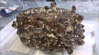 Growing Organic Shiitake Mushrooms Indoors [upl. by Zemaj]