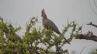 The easy to recognise call of the Grey goawaybird [upl. by Ymma]