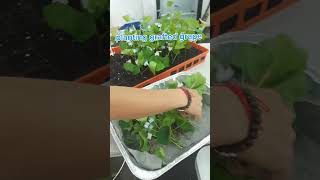 Grafting of grape 🍇 plant in Agroshtil Nursery FarmIsrael 🇮🇱 by Nepali 🇳🇵 and Thailand 🇹🇭 people [upl. by Barolet]