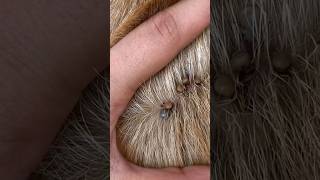 So Many Ticks 😱😱😱shortvideodoglover petlovers animals funny petlove pets [upl. by Attelahs]