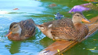 Mrs Gadwall Duck Introduces Her 2 Grown Ass Ducklings 4K [upl. by Giesser301]