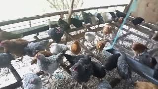 SASSO CHICKEN REARING IN KENYA SASSO CHICKEN FARMING FREE RANGE CHICKEN FARMING POULTRY FARMING [upl. by Atig]