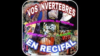 Détritivores et invertébrés de vos aquariums deau mer récital REEF TANK [upl. by Burn]