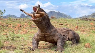 😱Omg The best way a Komodo dragon swallows a goat of all time [upl. by Alek492]