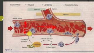 PATHOLOGY LECTURES  INFLAMMATION  Part 2  ACUTE INFLAMMATION initial events [upl. by Rafaelita853]