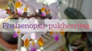 Phalaenopsis pulcherrima ex Doritis orchidea [upl. by Pinelli213]