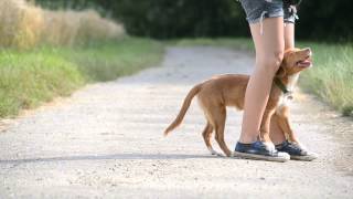 Wasabi the toller  Tricks  5 months [upl. by Hurwitz]