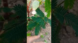 Touch me not plant seed podstrendingshorts rawatbhata ytviral nature plant [upl. by Corin]