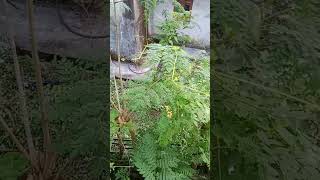 Moringa leave ka benefits super food food natural organic healthyfood [upl. by Lyckman311]