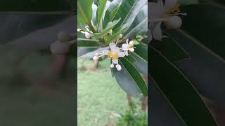 Flowers of Calophyllum inophyllum [upl. by Barney582]