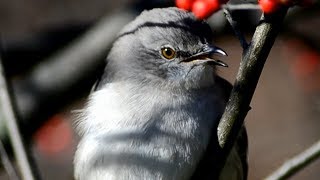 Northern mockingbird sounds  call  singing [upl. by Oht]