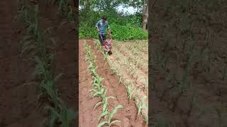 Ridging in Maize Field by Mini Weeder [upl. by Assertal]