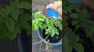 Rose plant Fertilizer update How To Fertiliz Rose plant In Tamil roseplantcare [upl. by Daryl437]