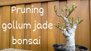 Defoliate and Prune Gollum Jade Bonsai [upl. by Eserahc]