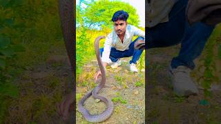 पहिल्यांदाच ऐवडा खतरनाक कोब्रा टंन्ट करताना🥵🚷snake videoanimal rescuecobra snake rescueking cobrasna [upl. by Michal718]