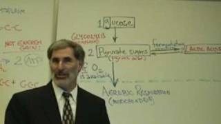 Professor Fink explains CELLULAR RESPIRATION Part 4 Glycolysis amp Fermentation [upl. by Yeliak788]