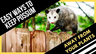 How To Keep Possums Away From Your Plants  Easiest Ways [upl. by Darcy]