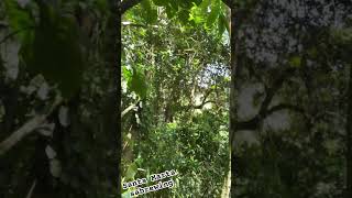 Awesome footage the endemic Santa marta Sabrewing birdingcolombia Campylopterus phainopeplus [upl. by Hamas]