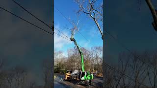 The sennebogen 718 effortlessly takes down this homeowner tree in RI [upl. by Randi]